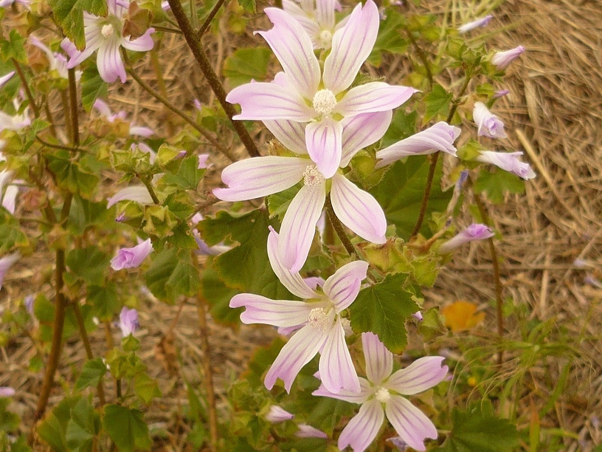 Malva multiflora (Malvaceae)